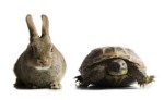 Tortoise and the Hare