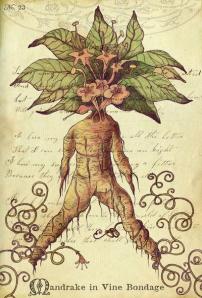 mandrake