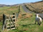 sheep gate