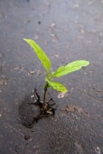 sprout in asphalt